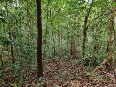 Ormanda yeşil yapraklar