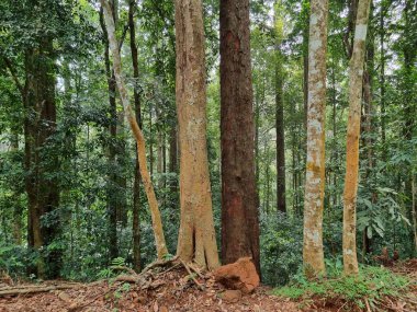 Ormandaki güzel orman