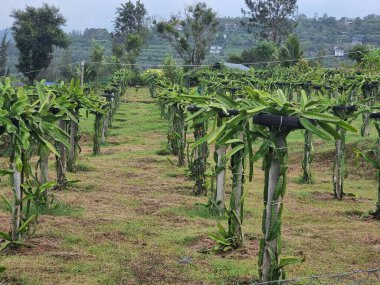 Bitkiler ve ağaçlarla dolu yeşil alan