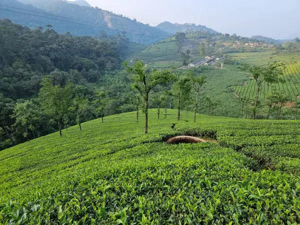 Hindistan, Tamilnadu 'daki Valparai dağlarındaki çay çiftliği.. 