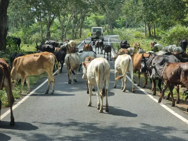 Yolda bir grup inek var.