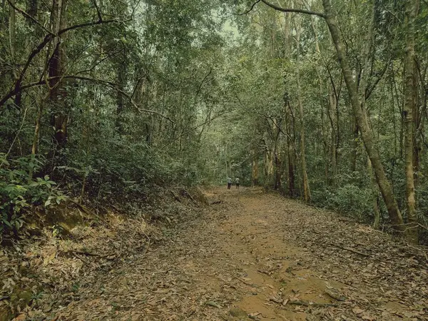 Ormanın güzel manzarası