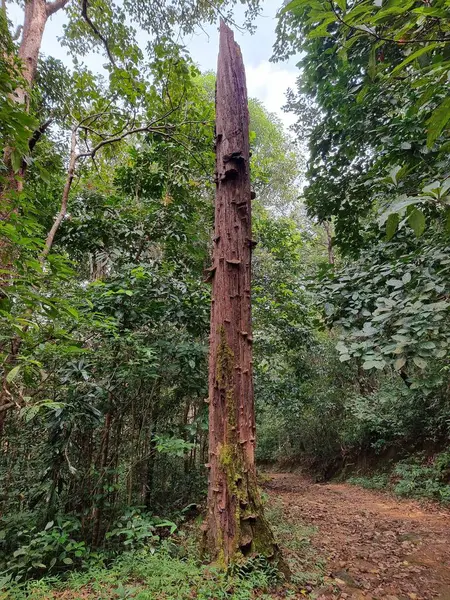 Ormandaki bir ağacın gövdesi.