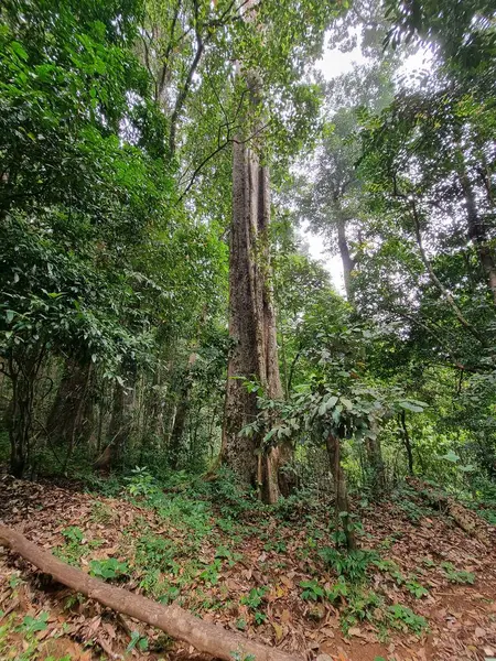 Ormanın güzel manzarası