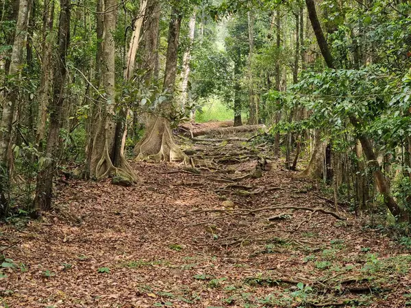 Sessiz Vadi Ulusal Parkı 'ndaki orman yolu, Palakkad, Kerala, Hindistan.