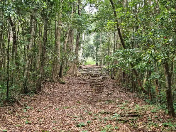 Sessiz Vadi Ulusal Parkı 'ndaki orman yolu, Palakkad, Kerala, Hindistan.