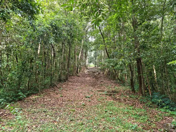 Sessiz Vadi Ulusal Parkı 'ndaki orman yolu, Palakkad, Kerala, Hindistan.