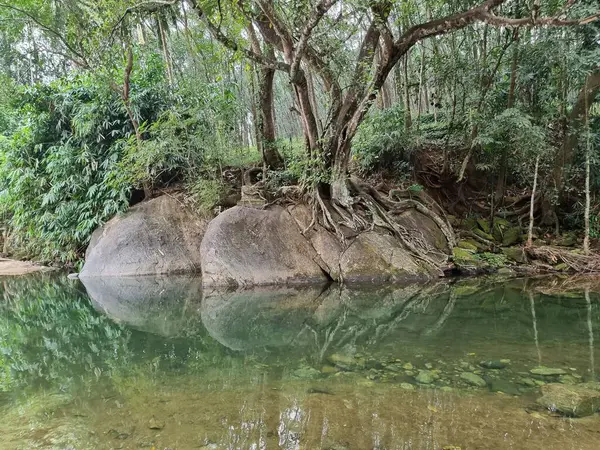 ormanda güzel bir nehir