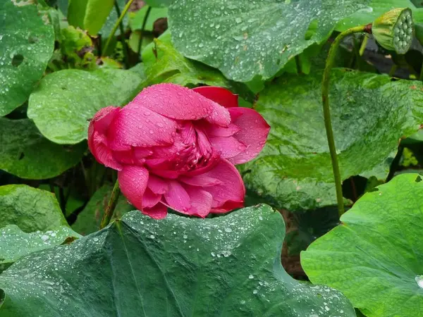 Nelumbo nucifera, aynı zamanda kutsal nilüfer çiçeği olarak da bilinir, Hint lotusu, ya da basitçe lotus..