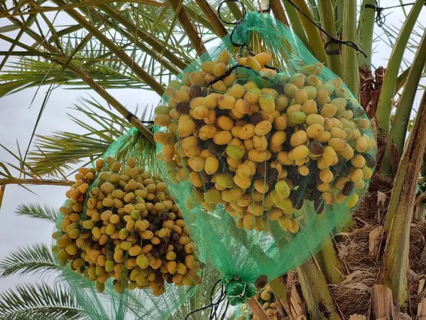 Bahçedeki palmiye ağaçları