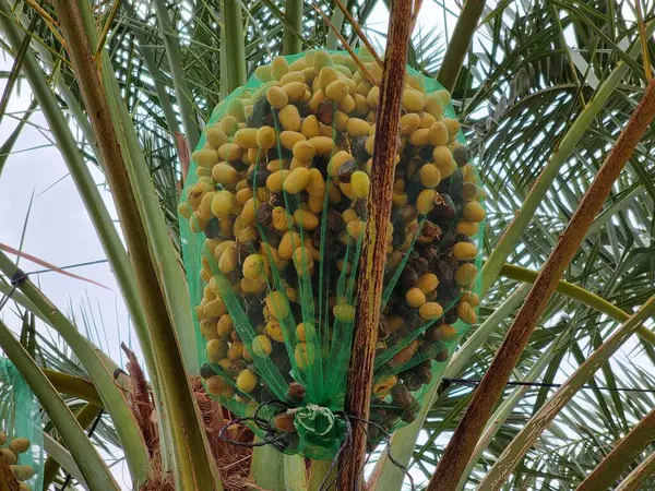 Meyveleri salkımlı,