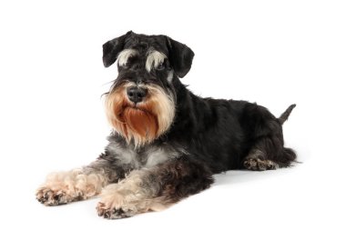 Minyatür Schnauzer beyaz bir zemine uzanmış sakin ve rahat duruşunu sergiliyor.