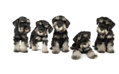 Bir grup minyatür Schnauzer yavrusu beyaz bir arka planda oturup sevimli ve neşeli doğalarını sergiliyorlar.
