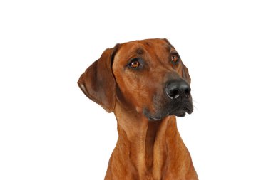 Beyaz arka planda bir stüdyoda bir Rodezyalı Ridgeback 'in portresi asil ifadesini ve gösterişli özelliklerini vurguluyor.