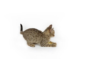 Beyaz arka planda neşeli bir duruş sergileyen kedi yavrusu heyecanını ve enerjisini sergiliyor.