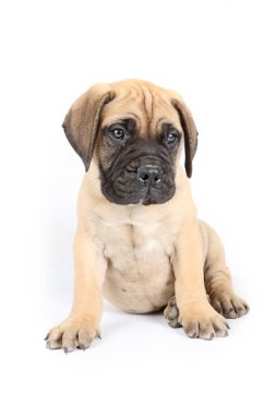 Beyaz arka planda oturan Bullmastiff köpeği.