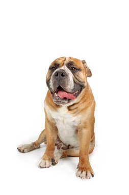 Continental Bully beyaz arka planda stüdyo ortamında kaslı ve kendinden emin duruşunu sergiliyor.