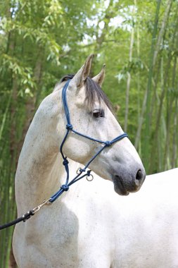 Bambu ormanındaki at, uzun bambu sapları ve ağaçların arasından süzülen benekli ışıklarla çevrili..