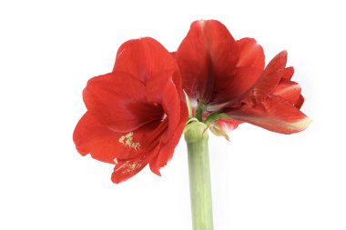 Kırmızı Amaryllis çiçekleri beyaz arka planda izole edilmiş, canlı renklerini ve zarif yapraklarını sergiliyorlar.