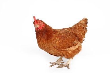Kırmızı tavuk (kahverengi tavuk) beyaz arka planda izole, canlı tüyleri ve doğal özellikleri sergilenir