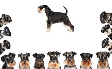 Various photos of miniature schnauzers representing the breed, isolated on a white background, showcasing their distinct features clipart