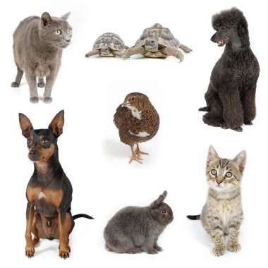 Group of various animals, including cats, dogs, a turtle, a chicken, and a horse, showcasing diverse species together clipart