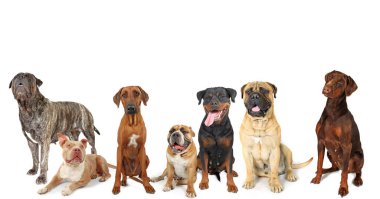 Beyaz bir zemin üzerinde izole edilmiş, boyut, renk ve özellik çeşitliliği gösteren çeşitli köpek türleri grubu