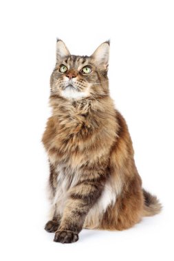 Beyaz arka planda izole edilmiş zarif Maine Rakunu kedisi, büyük cüssesini, uzun kürkünü ve zarif duruşunu vurguluyor.