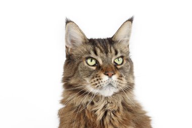 Beyaz arka planda izole edilmiş zarif Maine Rakunu kedisi, büyük cüssesini, uzun kürkünü ve zarif duruşunu vurguluyor.