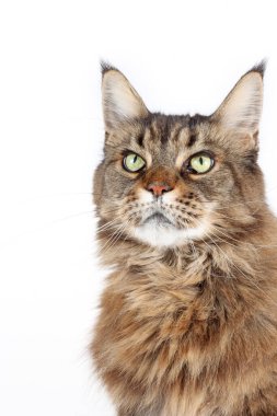 Beyaz arka planda izole edilmiş zarif Maine Rakunu kedisi, büyük cüssesini, uzun kürkünü ve zarif duruşunu vurguluyor.