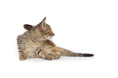 Gray tabby kitten in playful poses, isolated on a white background, showcasing its energetic and adorable behavior clipart