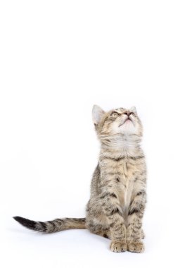 Beyaz arka planda izole edilmiş, enerjik ve tapılası davranışlarını sergileyen gri tekir kedi yavrusu.