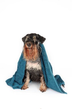 Havluya sarılmış ıslak bir köpek, beyaz bir arka planda izole edilmiş, samimi ve sevimli bir an sergiliyor.
