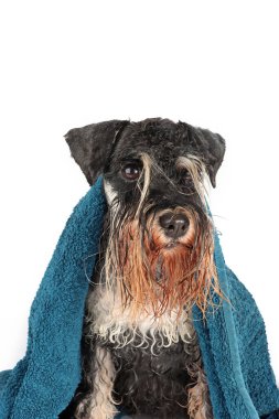 Havluya sarılmış ıslak bir köpek, beyaz bir arka planda izole edilmiş, samimi ve sevimli bir an sergiliyor.