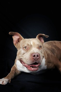 Siyah arka planda bir Amerikan kabadayısının portresi, kaslı yapısını ve güçlü, kendinden emin ifadesini vurguluyor.