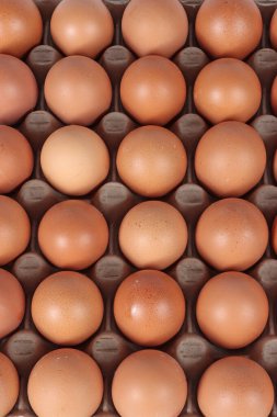 Close-up of eggs in an egg carton, showcasing their smooth texture and natural shapes, with the carton details visible clipart