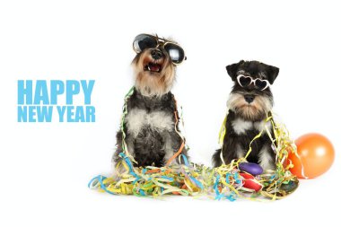 İki minyatür Schnauzer köpeği parti gözlüğü takıyor, etrafları balonlar ve konfetilerle çevrili, yeni yıl arifesini kutluyorlar.