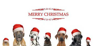 Group of dogs of various breeds wearing Christmas hats, celebrating the festive season on a cheerful note clipart