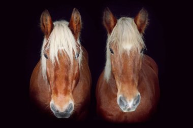 Portrait of two draft horses against a black background, Comtois horse duo clipart