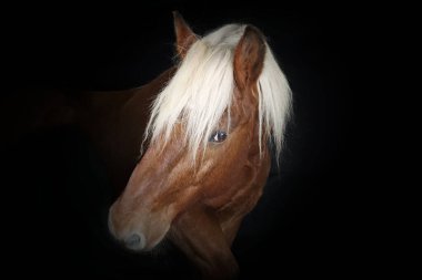 Portrait of a Comtois draft horse against a black background clipart