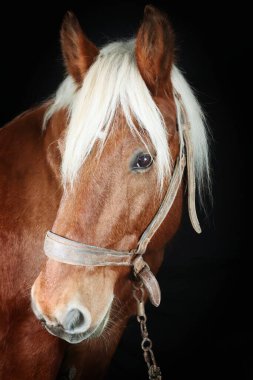 Portrait of a Comtois draft horse against a black background clipart