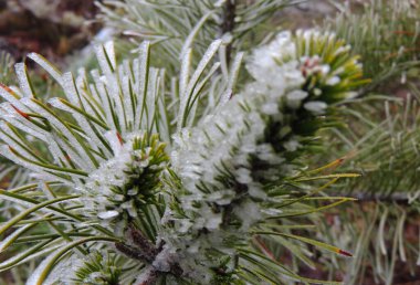 Yeşil Çam Ağacı Şırıngaları ve Buz Makro Fotoğrafı ile Kaplanmış Koniler