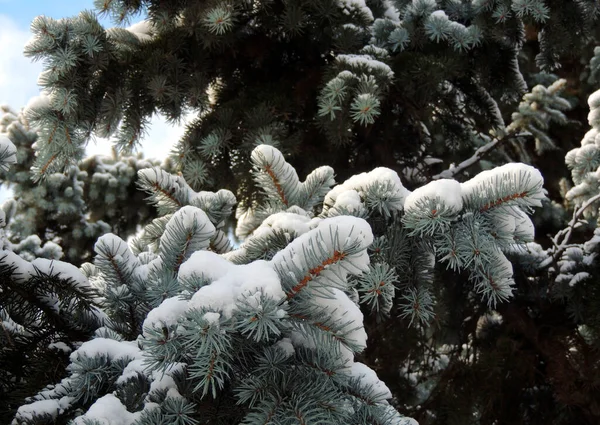 雪日背景下的蓝常青松树分枝 — 图库照片