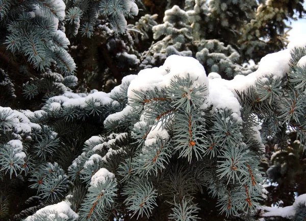 Blue Spruce Branches Needles Cap Snow Stock Photo — Stock Photo, Image