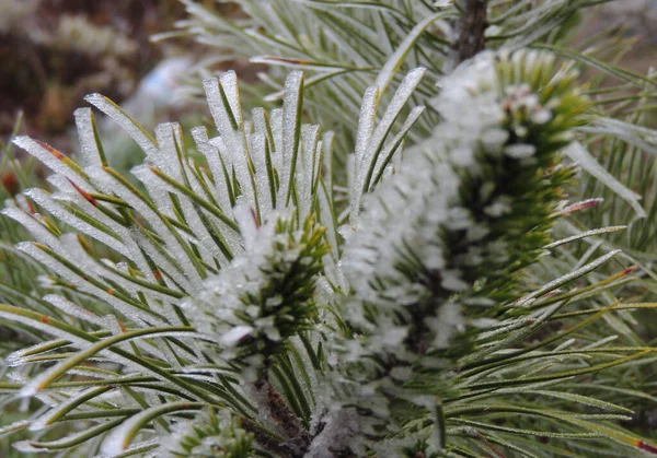 Lodowe Igły Młode Szyszki Evergreen Spruce Extreme Zbliżenie Zdjęcie — Zdjęcie stockowe