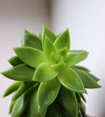 Yeşil Yapraklar Bir Pencere Kenarındaki Lezzetli Bitkinin Yakın Çekim Fotoğrafı 