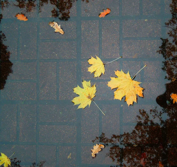 舗装スラブ上の雨の後に水たまりに落ちた葉の写真 — ストック写真