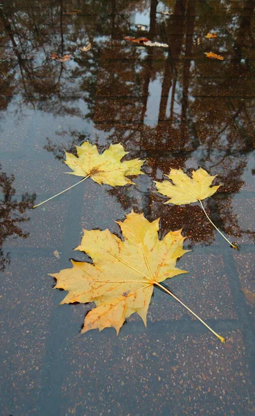 Drie Gele Esdoornbladeren Een Regenplas Het Trottoir Met Reflectie Van — Stockfoto