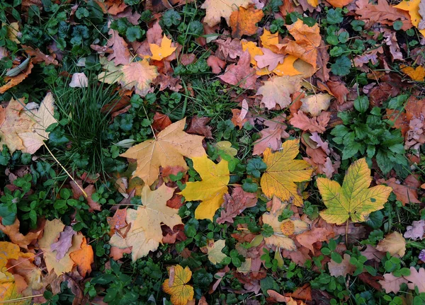 Patroon Van Schoonheid Kleurrijke Herfst Bladeren Groene Gazon Textuur Achtergrond — Stockfoto
