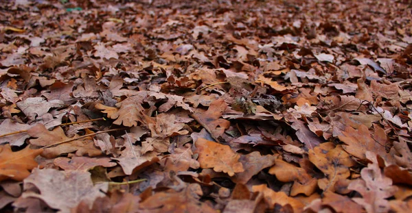 Панорамное Фото Осенней Листвы Нижней Точки Зрения — стоковое фото